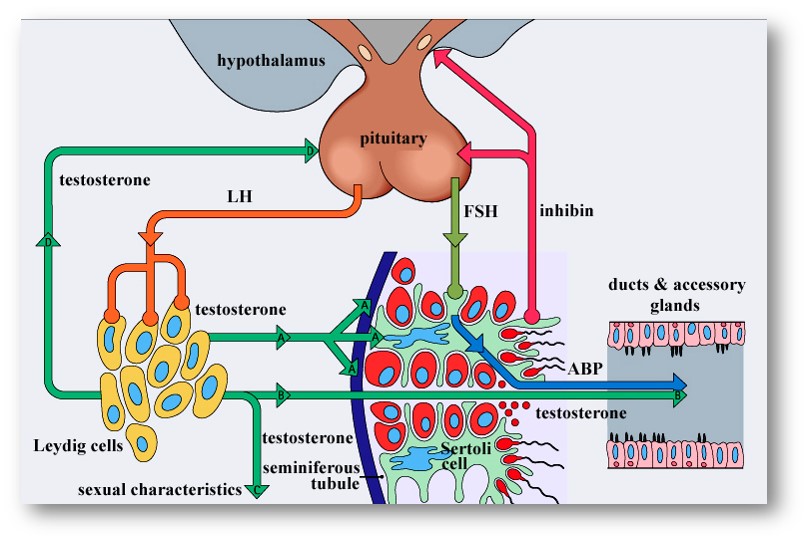 spermatogenesis & hormone regulation