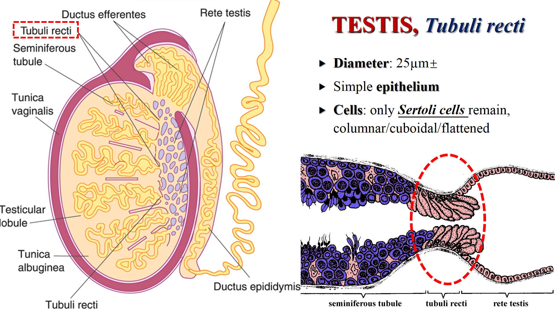 testis, tubuli recti