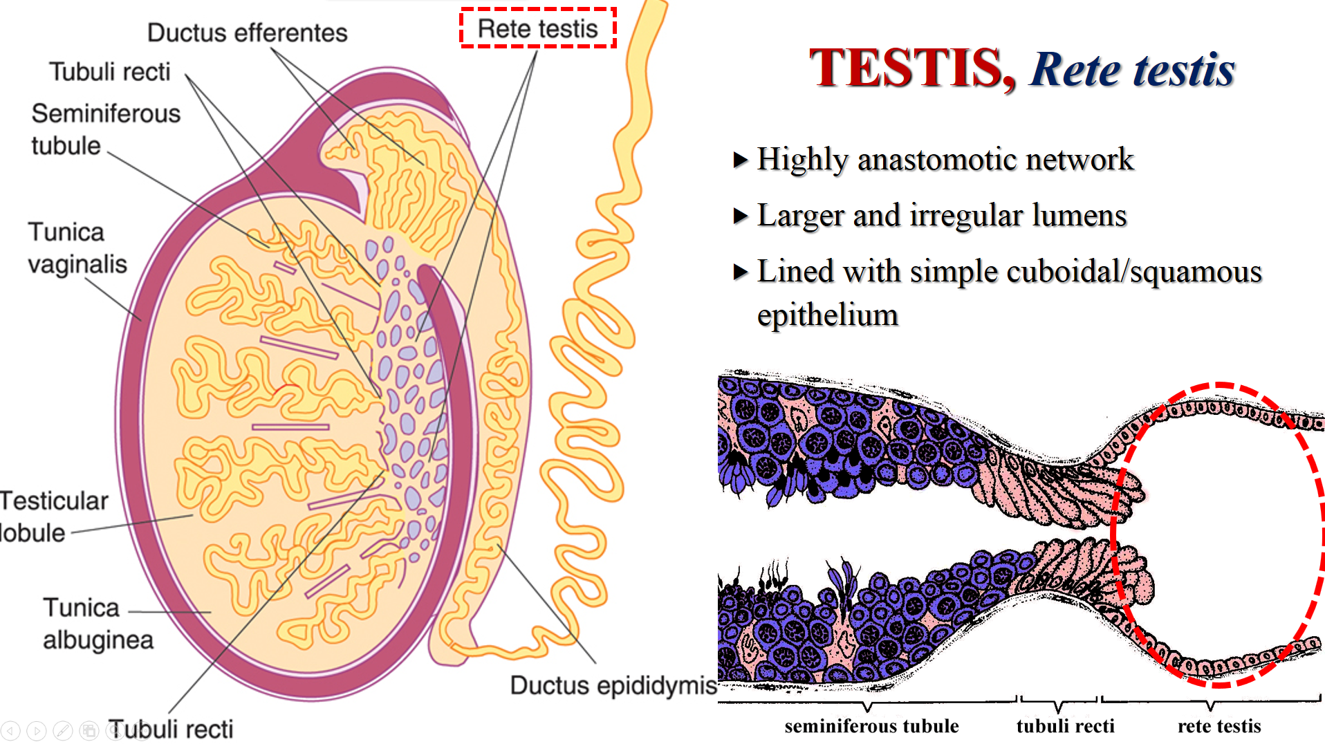 testis, tubuli recti