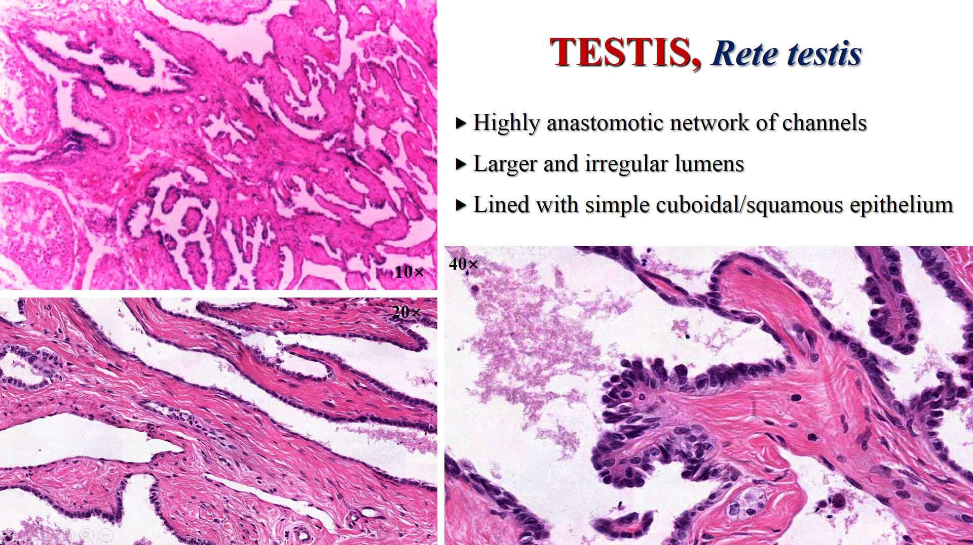 testis, tubuli recti