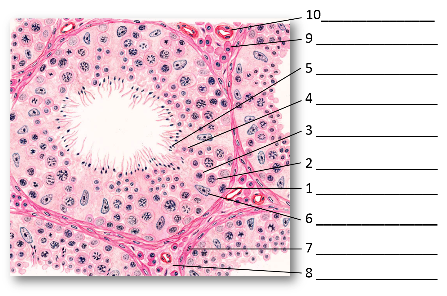 生精小管上皮显微结构示意图