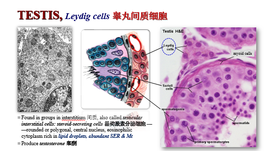 睾丸支持细胞 sertoli cells/sustentacular cells 